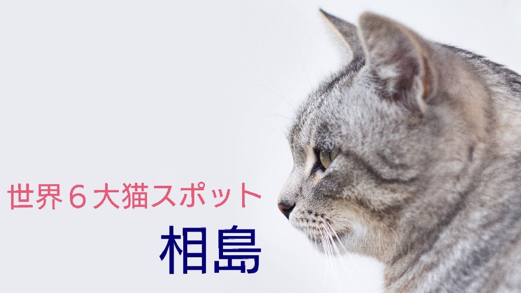 相島に恋愛成就の猫が おすすめスポットやアクセス方法を紹介 Sakusaku